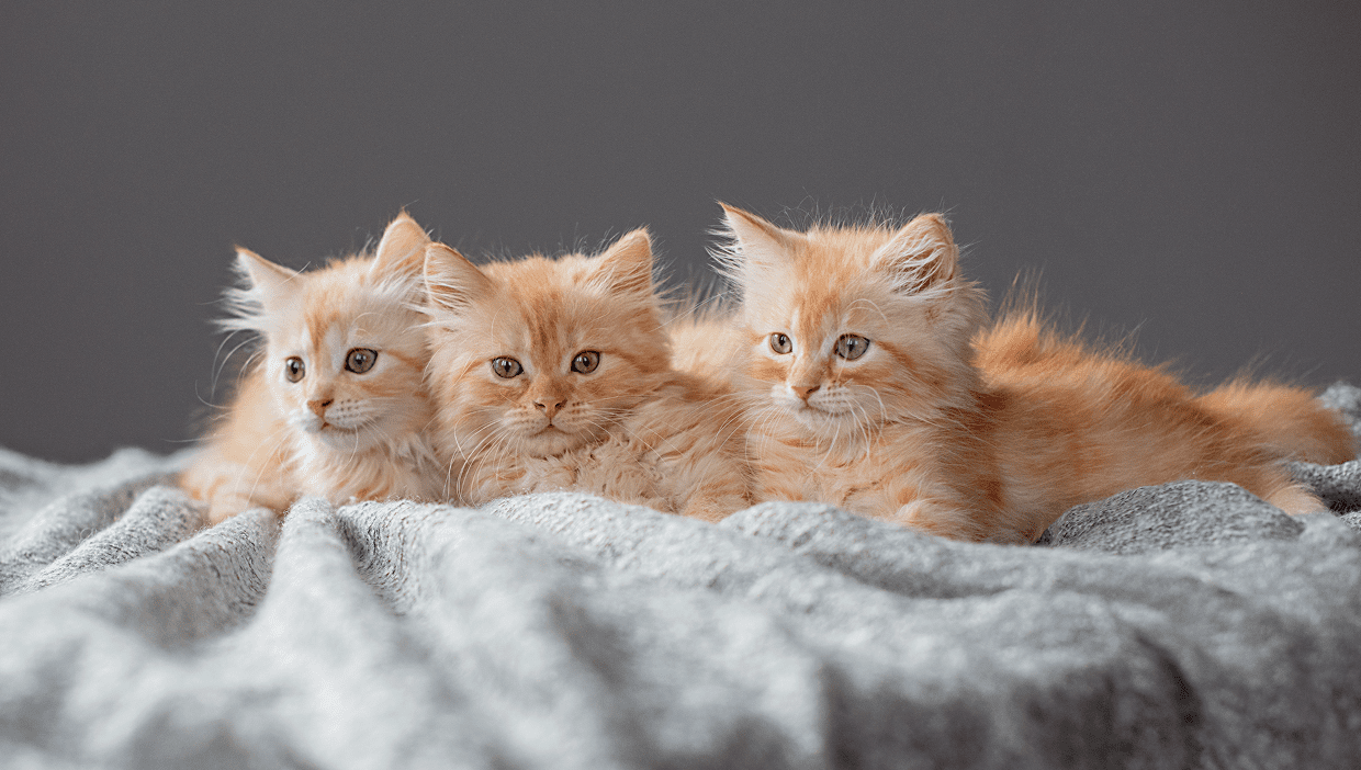 Adorable kittens lying close together
