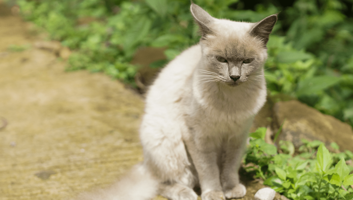 Gray cat sitting on garden path