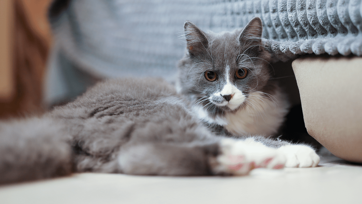 Fluffy cat resting by the bed