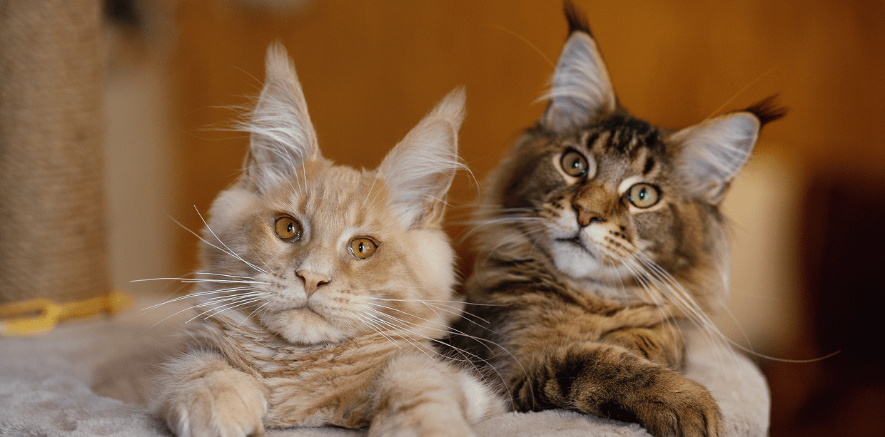 Fluffy cats lounging on a cat tree.