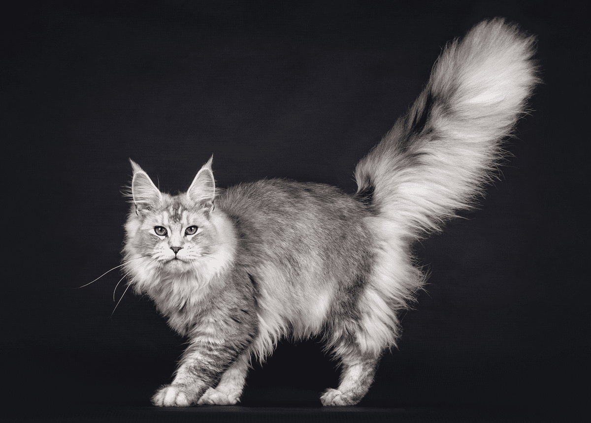 Elegant cat posing in black and white