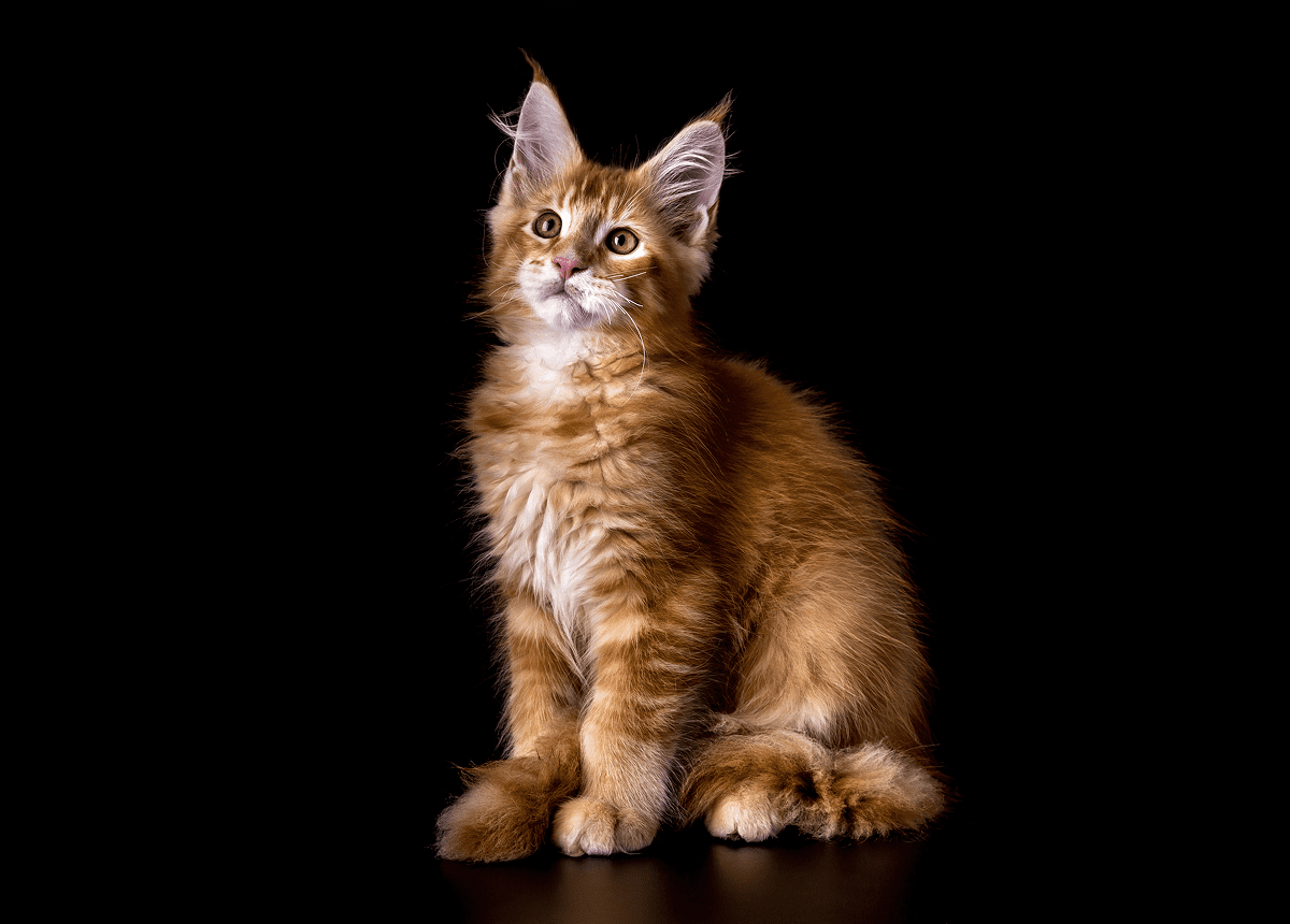 Maine Coon kitten sitting gracefully