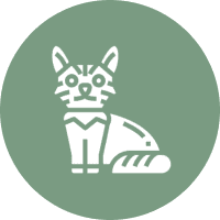 Health-Focused Maine Coon Breeding
